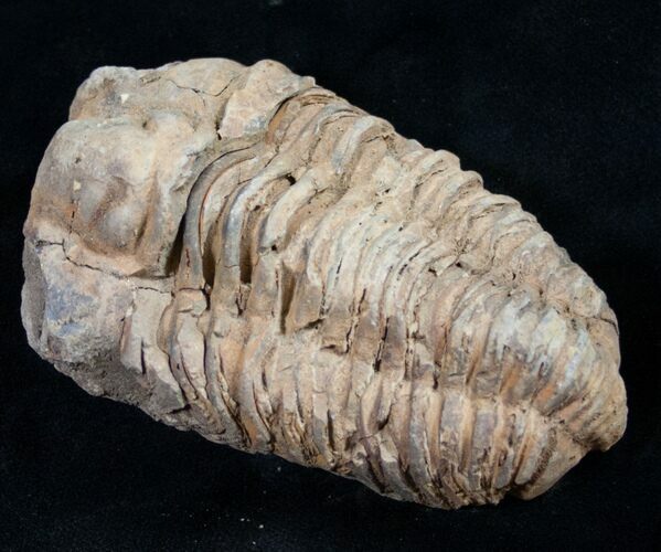 Calymene Trilobite From Morocco - Large Size #9398